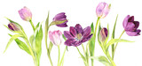 watercolor purple and pink tulips