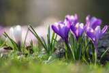 Fototapeta  - Krokuswiese im Frühling