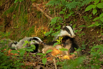 Sticker - european badger , meles meles, Czech republic