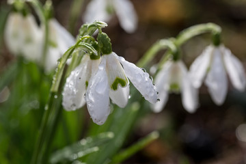 snowdrops 2