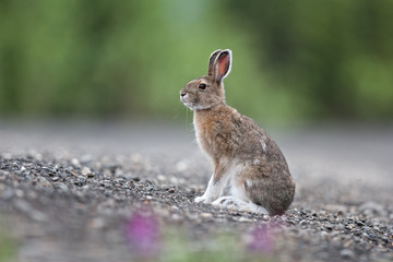 Wall Mural - mountain hare, lepus timidus, Alaska