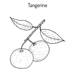 Poster - Tangerine fruit Citrus tangerina , mandarin variety