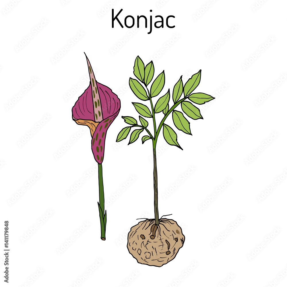 Elephant Yam or Konjac plant, konnyaku potato, devil s tongue, voodoo lily,  snake palm. Medicinal plant Stock Vector | Adobe Stock