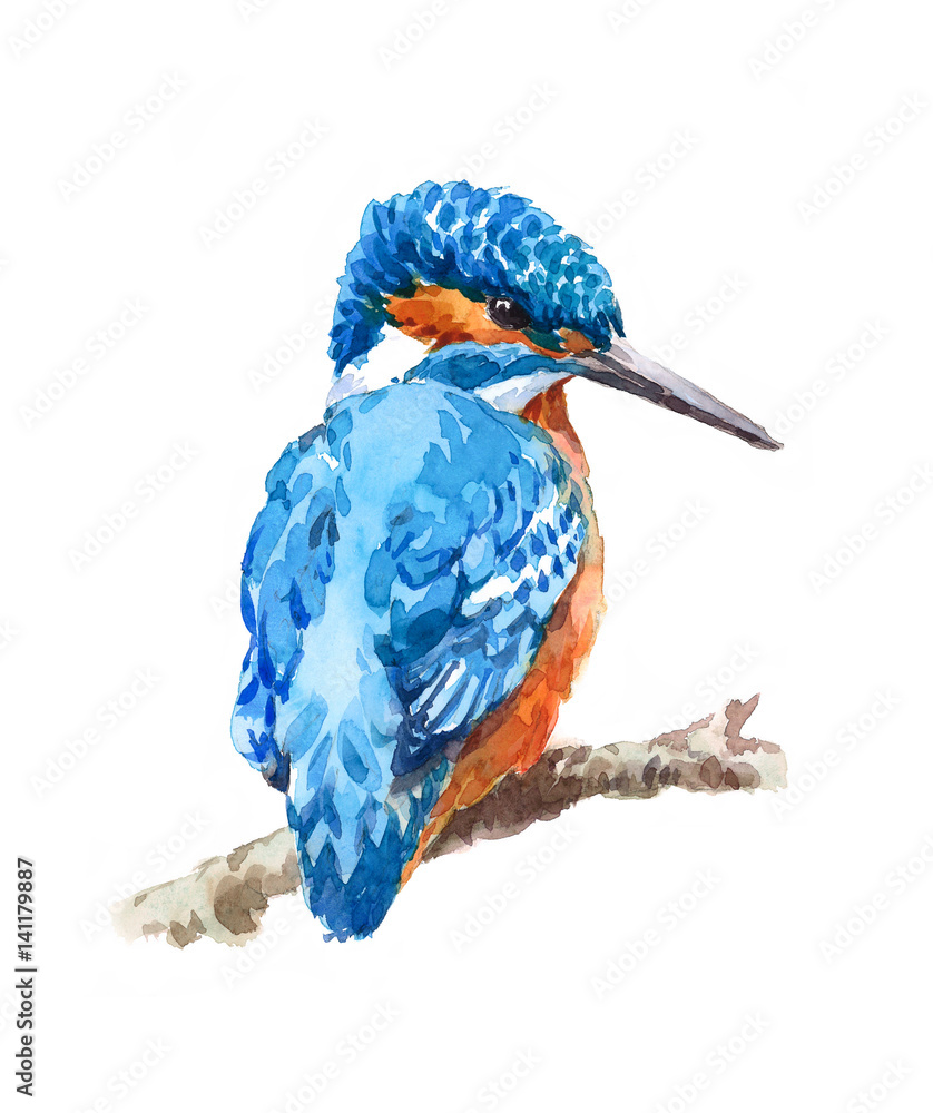Watercolor Bird Kingfisher Sitting on the Branch Hand Painted Wildlife ...
