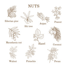 Collection Of Different Nut Branches