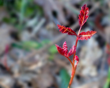 Leaves Of Three, Let Them Be. Poison Oak Leaves In The Early Spring, Showing Three Leaves And Intense Read Color