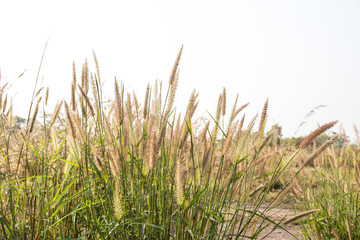 grass field flower of garden landscape in nature background