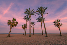 Tropical Palm Trees On The Beach