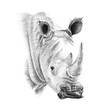Portrait of rhino drawn by hand in pencil