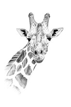 Portrait Of Giraffe Drawn By Hand In Pencil