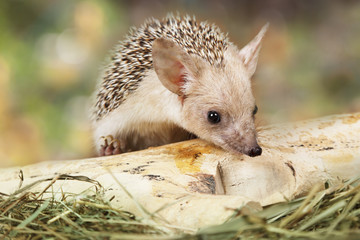 African hedgehog outdoors