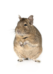 Portrait of a degu on a white