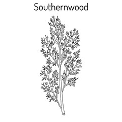 Southernwood artemisia abrotanum , or lad s love, southern wormwood, medicinal plant