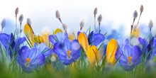 Blue And Yellow Crocus And Snowdrops With Willow. Butterflies On The Background Of Spring Flowers ..