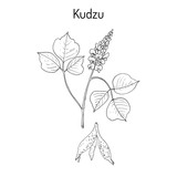 Fototapeta Motyle - Kudzu pueraria montana , medicinal plant