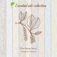 Wall Mural - Pure essential oil collection, five-flavor berry. Wooden texture background