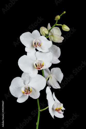 White Orchid on a black bac...