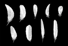 Set Of Various White Bird Feathers On A Black Background.