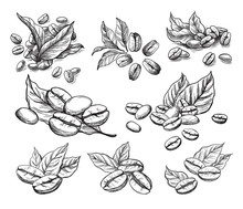 Coffee Grains And Leaves In Graphic Style Hand-drawn Vector Illustration.