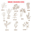 Immune enhancing herbs