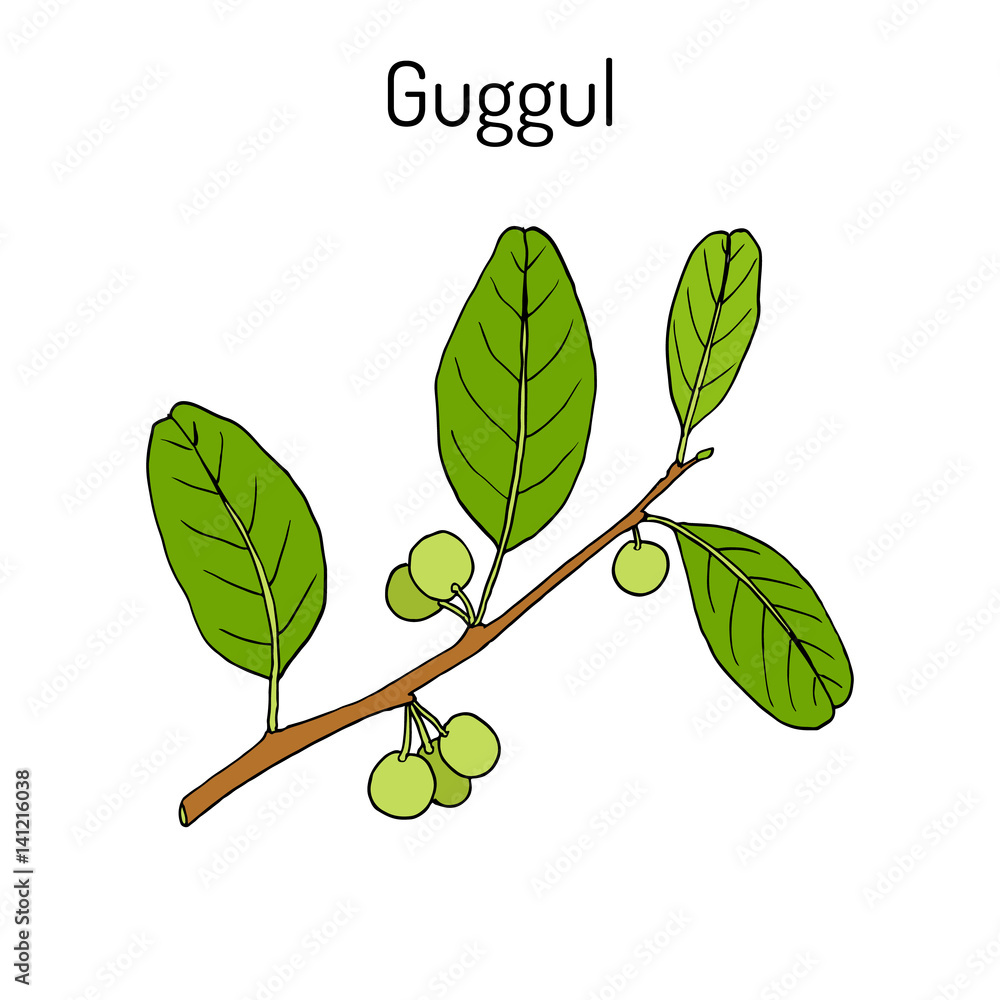 Best Ayurvedic plant guggul Commiphora wightii , or Indian bdellium ...