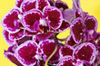 Purple orchid flowers on yellow background, closeup