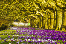 Crocuses Blooming In The Alley Of Plane Trees In The Park