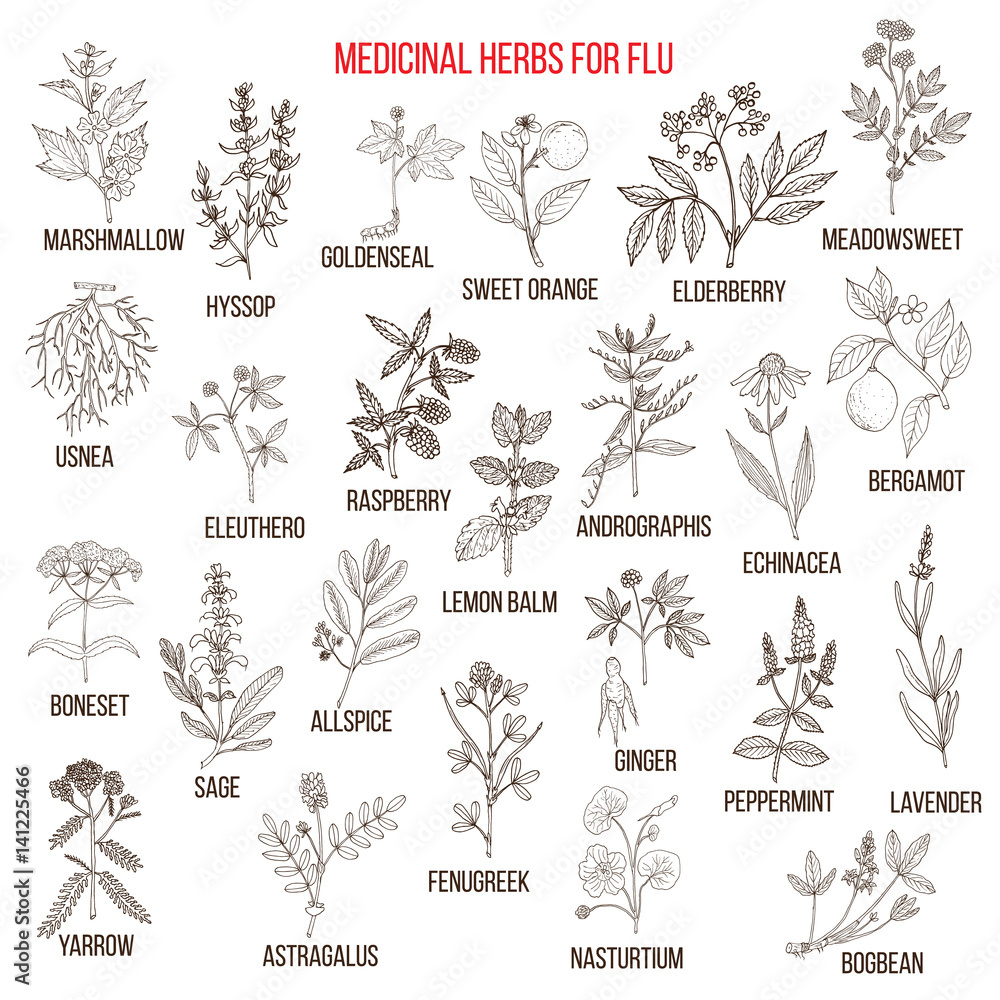 Best medicinal herbs for flu - obrazy, fototapety, plakaty 
