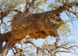 weavers nest in Namibia