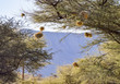 birds nests in Namibia