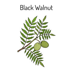 Eastern black walnut Juglans nigra 