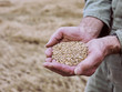 © Nico - FARMER