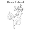 Chinese knotweed Polygonum multiflorum , fo-ti, medicinal plant
