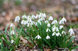 white snowdrop flowers in spring