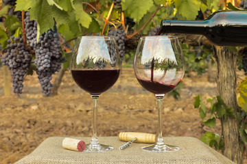 Wall Mural - Red wine poured into glasses at vineyard on harvest