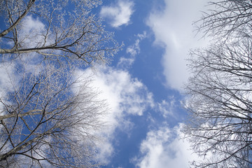 Clouds, Treetops, Frost