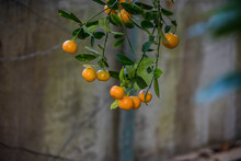 Low Hanging Fruit On Orange Tree Branches
