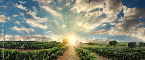 Fotografía Plantation - Sunset at the coffee field landscape