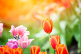 Fototapeta Tulipany - Flower tulips background. Beautiful view of red tulips under sunlight landscape at the middle of spring or summer.