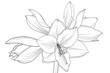 Lilly amaryllis hippeastrum blooming flower object isolated. Black and white outline sketch hand drawing. Detailed vector design illustration.