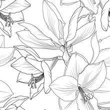 Lilly Flowers Close Up Macro View Seamless Pattern. Hippeastrum Floral Garland Foliage Outline Sketch Drawing. Vector Design Illustration For Packaging, Wrapping, Textile, Fabric, Fashion, Decoration.