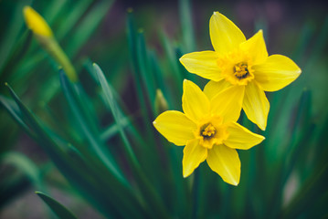 Wall Mural - Narcissus flowers