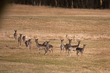 Wall Mural - fallow deer, dama dama, czech republic