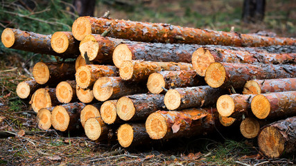 Wall Mural - pine logs in forest