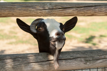 Close up of Goat head