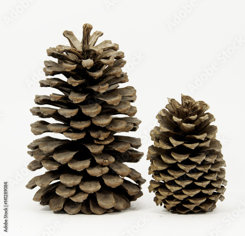Fotografie, Obraz Two different sized pine cones standing against a white background
