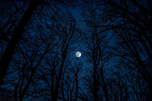 Beautiful Landscape Of Dark Night Forest Against Full Moon, Full Moon View From Tree Branches