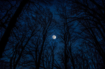 Wall Mural - Beautiful landscape of dark night forest against full moon, Full moon view from tree branches