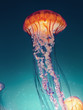 Cross processing jellyfish