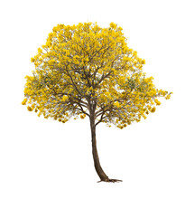 Isolated Silver Trumpet Tree Or Yellow Tabebuia On White Background